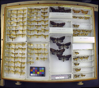 Media resource of Arcte coerula