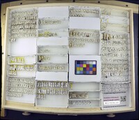 Media resource of Hydrellia osorno