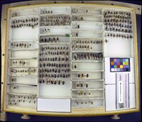 Media resource of Andrena canadensis