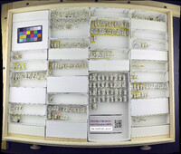 Media resource of Hydrellia soikai