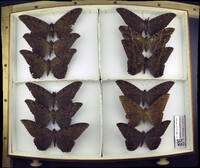 Media resource of Ascalapha odorata