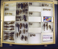 Media resource of Bootettix argentatus