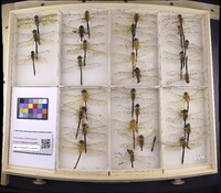 Media resource of Anax guttatus