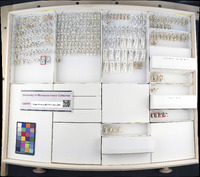 Media resource of Agalliota quadripunctata