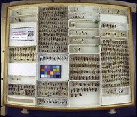 Media resource of Andrena confederata