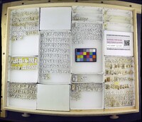 Media resource of Hydrellia tritici