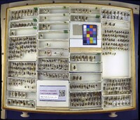 Media resource of Andrena gravida