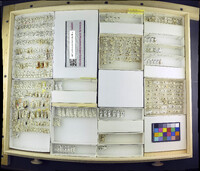 Media resource of Notiphila aenigma