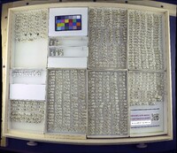 Media resource of Notiphila paludia