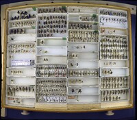 Media resource of Andrena morio