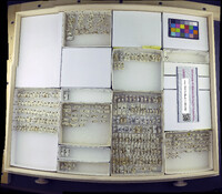 Media resource of Notiphila scoliochaeta