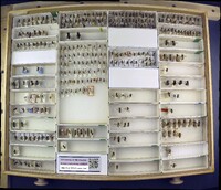 Media resource of Andrena proxima