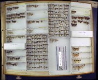 Media resource of Aseptis adnixa