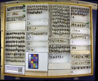 Media resource of Andrena vaga