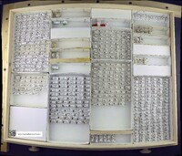 Media resource of Oedenops nudus