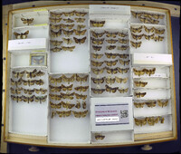 Media resource of Auchmis saga