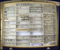 Media resource of Panurginus atramontensis