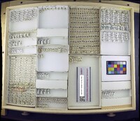 Media resource of Paralimna punctipennis