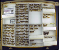 Media resource of Autographa pasiphaeia