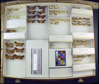 Media resource of Axylia putris