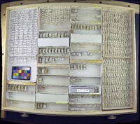 Media resource of Diphuia anomala