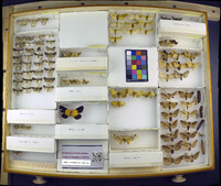 Media resource of Balsa labecula