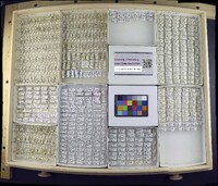 Media resource of Discocerina obscurella