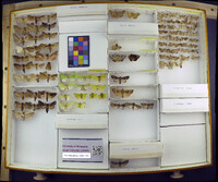 Media resource of Bendisodes aeolia