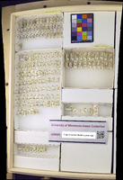 Media resource of Amblysellus curtisii