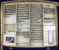 Media resource of Augochlora pura