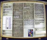 Media resource of Dufourea marginata