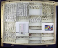 Media resource of Ochthera exsculpta