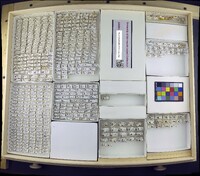 Media resource of Ochthera regalis