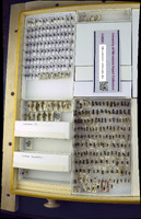 Media resource of Halictus tripartitus