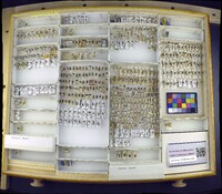 Media resource of Lasioglossum abanci