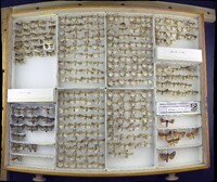 Media resource of Capis curvata