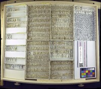 Media resource of Axysta americana