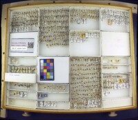 Media resource of Lasioglossum lineatulum