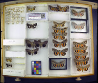 Media resource of Catabena lineolata