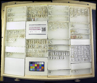 Media resource of Hyadina albovenosa