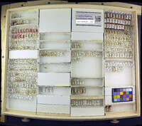 Media resource of Lytogaster abdominalis