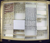 Media resource of Brachydeutera africana