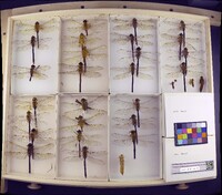 Media resource of Anax junius