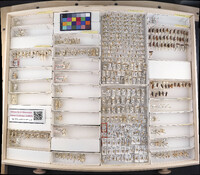 Media resource of Anoscopus albifrons