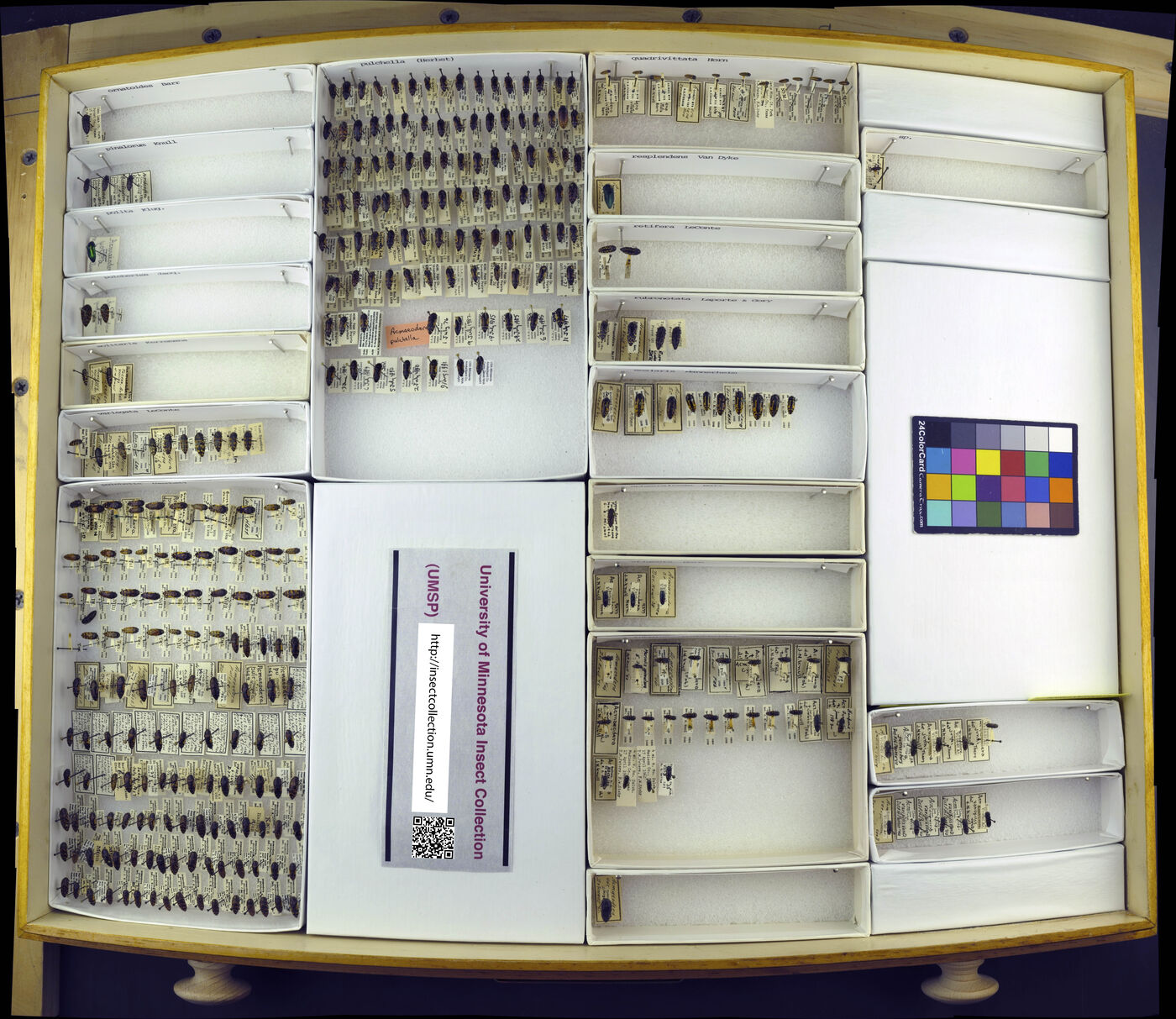 Acmaeodera pulchella image