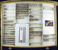 Acmaeodera pulchella image