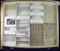 Media resource of Coenia curvicauda