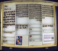 Media resource of Dieunomia apacha