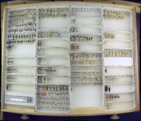 Media resource of Agrilus bilineatus