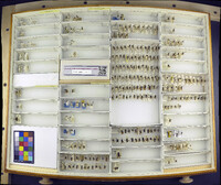 Media resource of Lasioglossum cephalotes